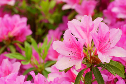 Azalea Flower seeds for Planting Shade Tolerant Heirloom & GMO Free Seeds for Home Garden