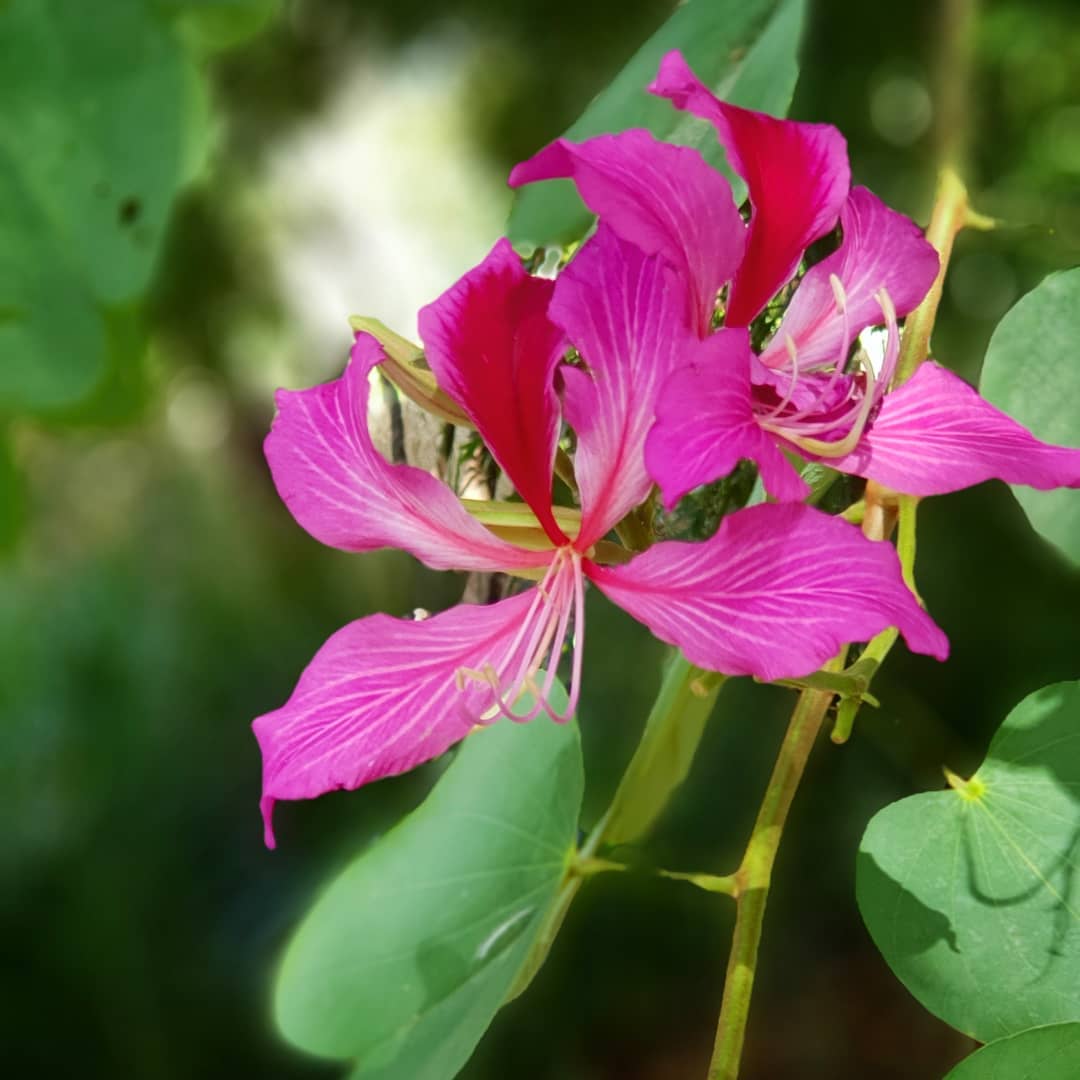 Bauhinia Flower seeds for Planting Cut Flower Favorite Heirloom & GMO Free Seeds for Home Garden vegetable and garden seeds