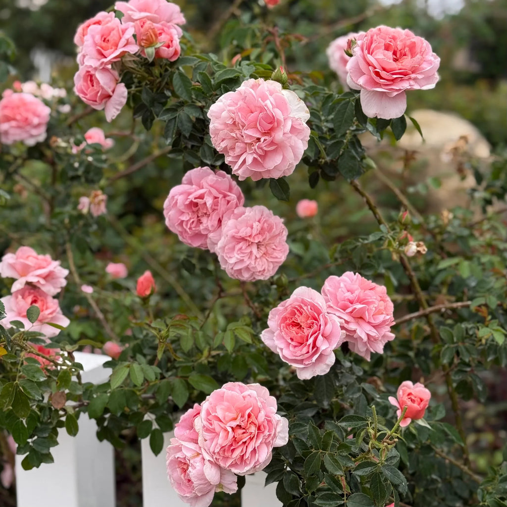 High quality Cream Climbing Rose Flower seeds for Planting Compact Growth, Heirloom & GMO Free Seeds for Home Garden seeds pack