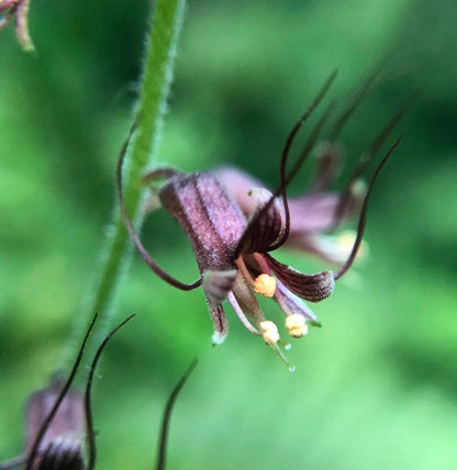 Piggyback Plant Flower seeds for Planting - Hardy Variety, Heirloom & GMO Free Seeds for Home Garden