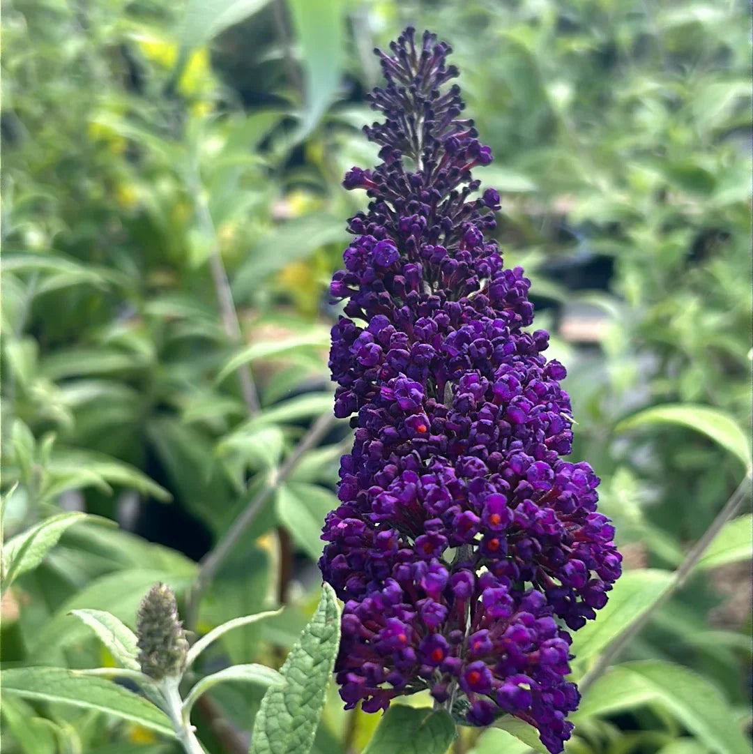 Knight Butterfly Bush Flower seeds for Planting Colorful Display Heirloom & GMO Free Seeds for Home Garden
