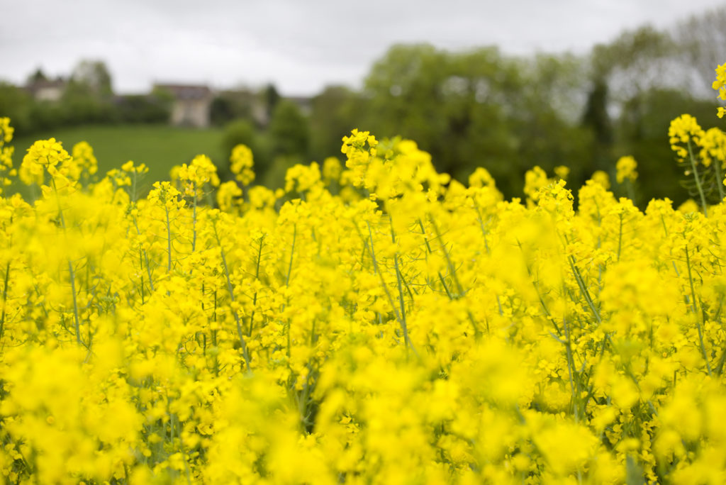 Yellow Edible Rape Flower seeds for Planting Bright Blooms, Heirloom & GMO Free Seeds for Home Garden vegetable and garden seeds