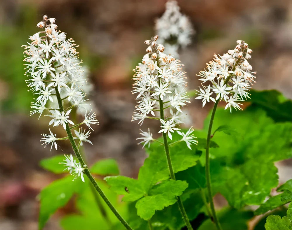 Green Tiarella Flower seeds for Planting Compact Growth, Heirloom & GMO Free Seeds for Home Garden vegetable and garden seeds