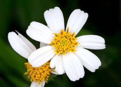 Bidens Pilosa Flower seeds for Planting Easy to Grow Heirloom & GMO Free Seeds for Home Garden