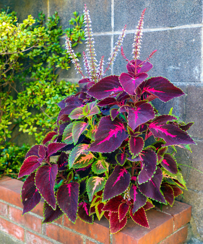 Coleus Flower seeds for Planting Fragrant Blossoms Heirloom & GMO Free Seeds for Home Garden
