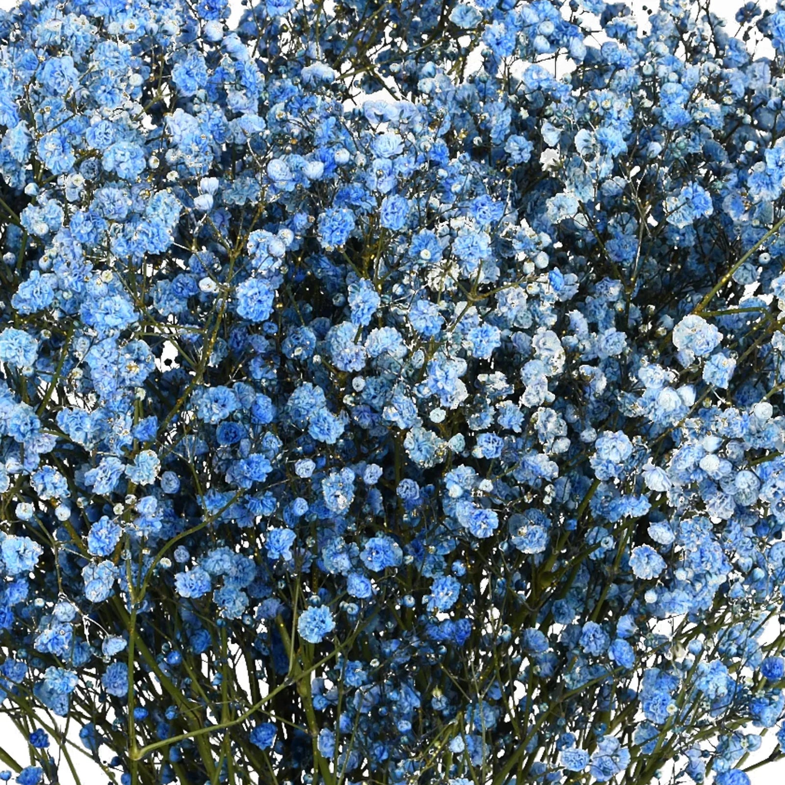 Blue Gypsophila Flower seeds for Planting Hardy Variety, Heirloom & GMO Free Seeds for Home Garden vegetable and garden seeds