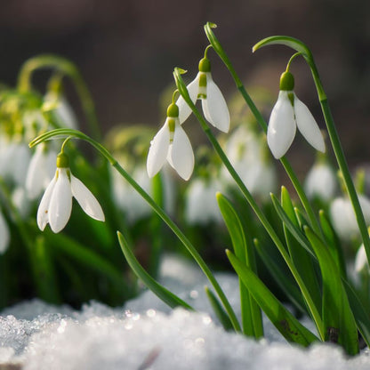 Snowdrop Flower seeds for Planting Compact Growth Heirloom & GMO Free Seeds for Home Garden