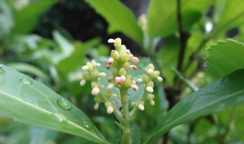 Sarcandra Glabra Flower seeds for Planting Cut Flower Favorite Heirloom & GMO Free Seeds for Home Garden