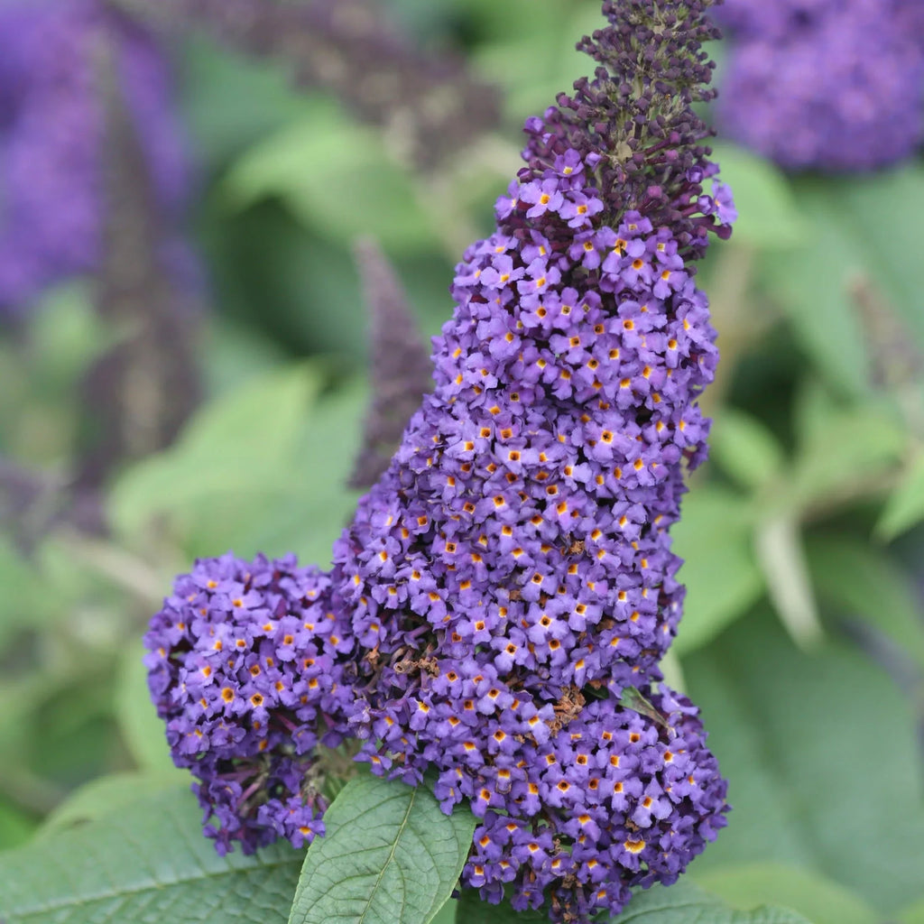 High quality Bush Buddleia Flower seeds for Planting Shade Tolerant, Heirloom & GMO Free Seeds for Home Garden seeds pack