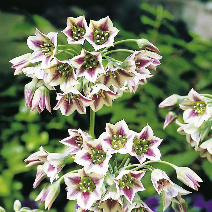 Nectaroscordum Flower seeds for Planting Fragrant Blossoms, Heirloom & GMO Free Seeds for Home Garden vegetable and garden seeds