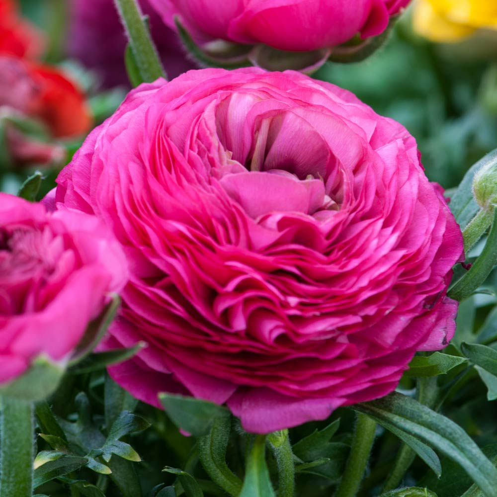 Ranunculus Flower seeds for Planting Wildflower Mix, Heirloom & GMO Free Seeds for Home Garden vegetable and garden seeds