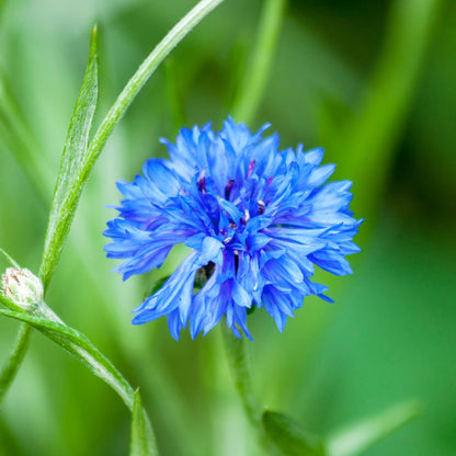 Plant Blue Marigold Flower Seeds for Stunning and Exotic Garden Displays