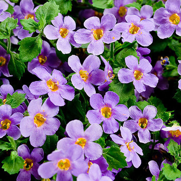 High quality Gulliver Flower seeds for Planting Drought Tolerant, Heirloom & GMO Free Seeds for Home Garden seeds pack