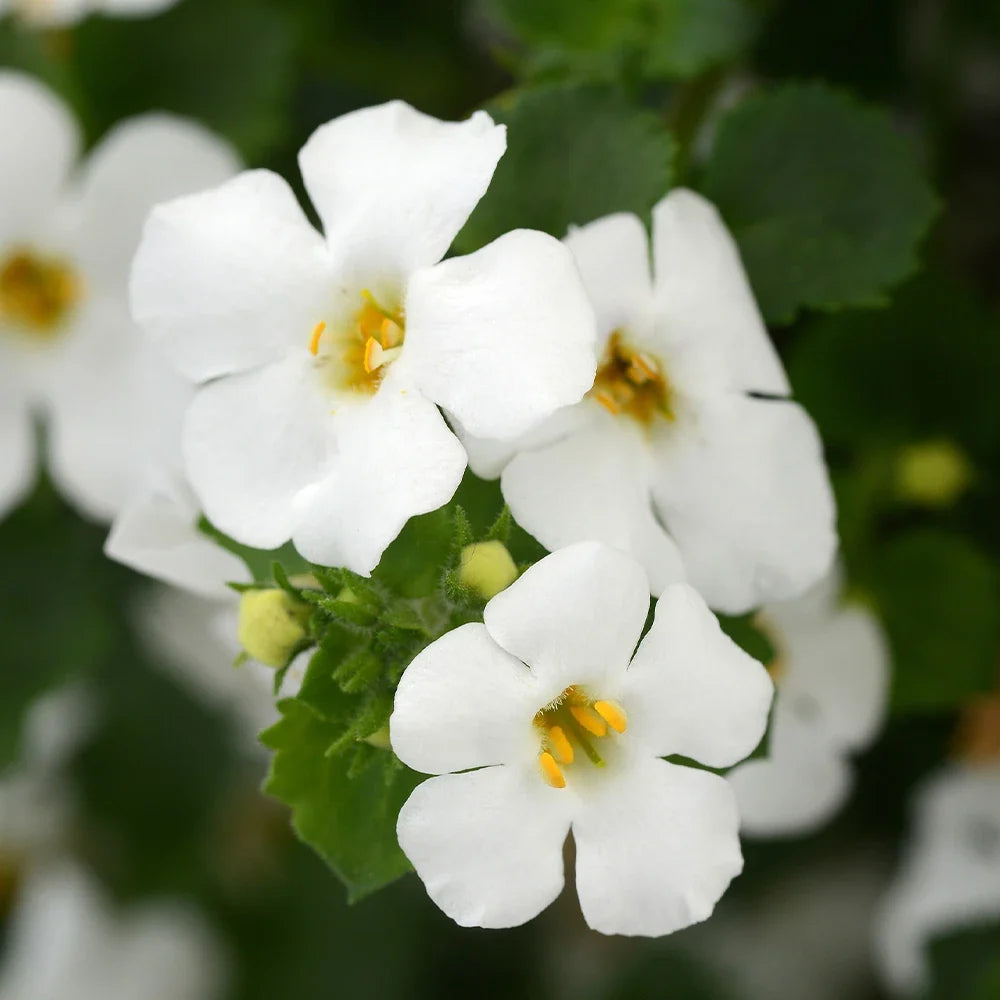 Bacopa Flower seeds for Planting Fragrant Blossoms, Heirloom & GMO Free Seeds for Home Garden vegetable and garden seeds