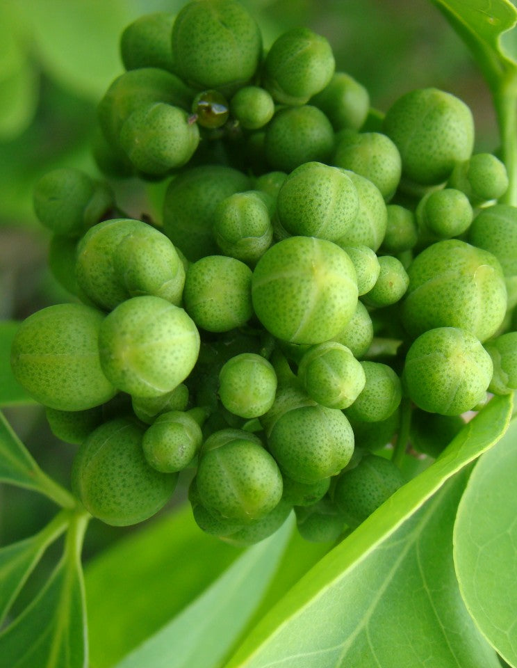 Premium Green Toddalia Fruit Seeds for Planting Sun Loving, Heirloom & GMO Free Seeds for Home Garden seeds