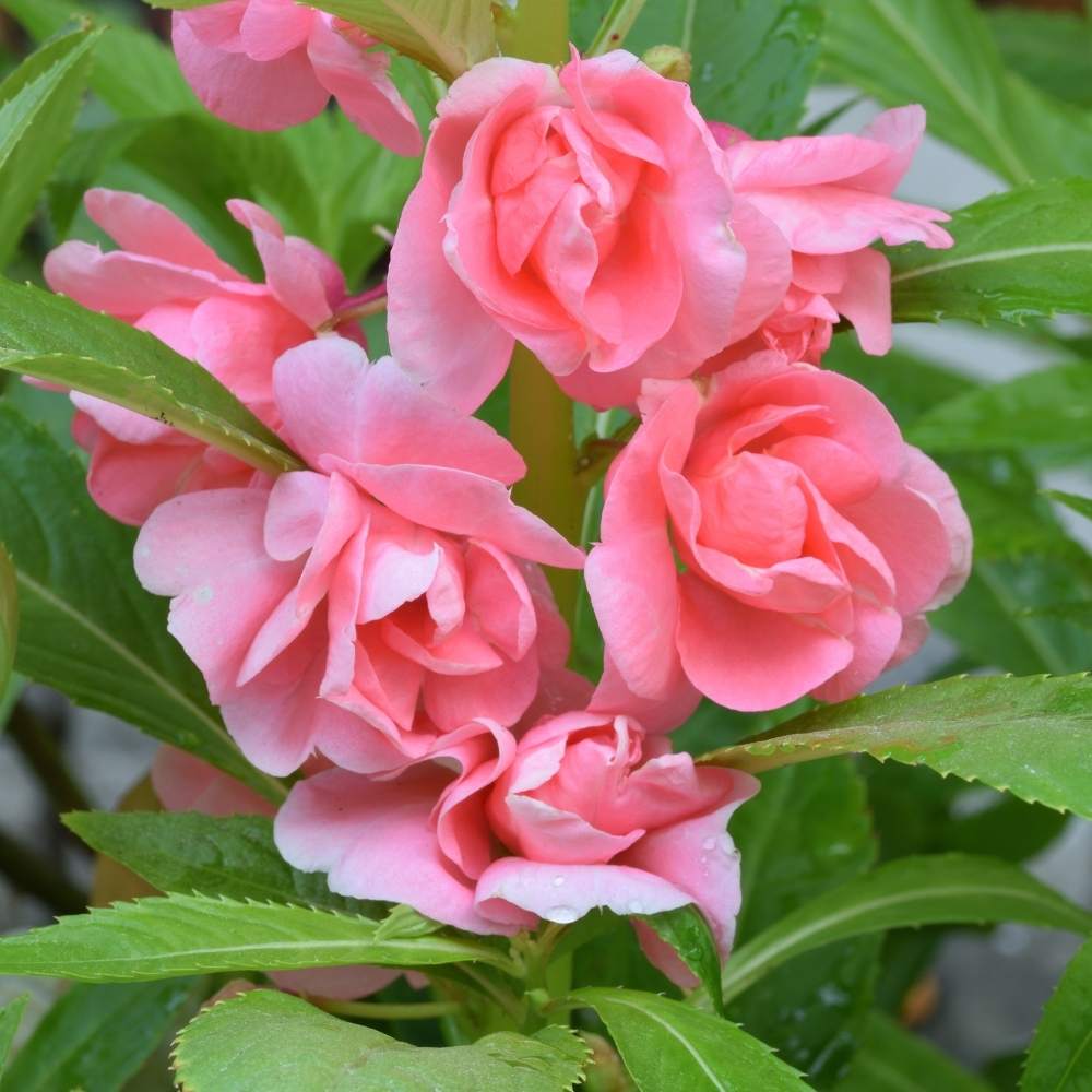 Light Pink Balsam Camellia Flower seeds for Planting Easy to Grow Heirloom & GMO Free Seeds for Home Garden
