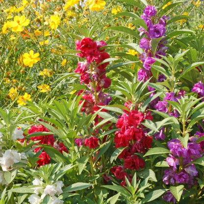 Balsam Flower seeds for Planting - Drought Tolerant, Heirloom & GMO Free Seeds for Home Garden