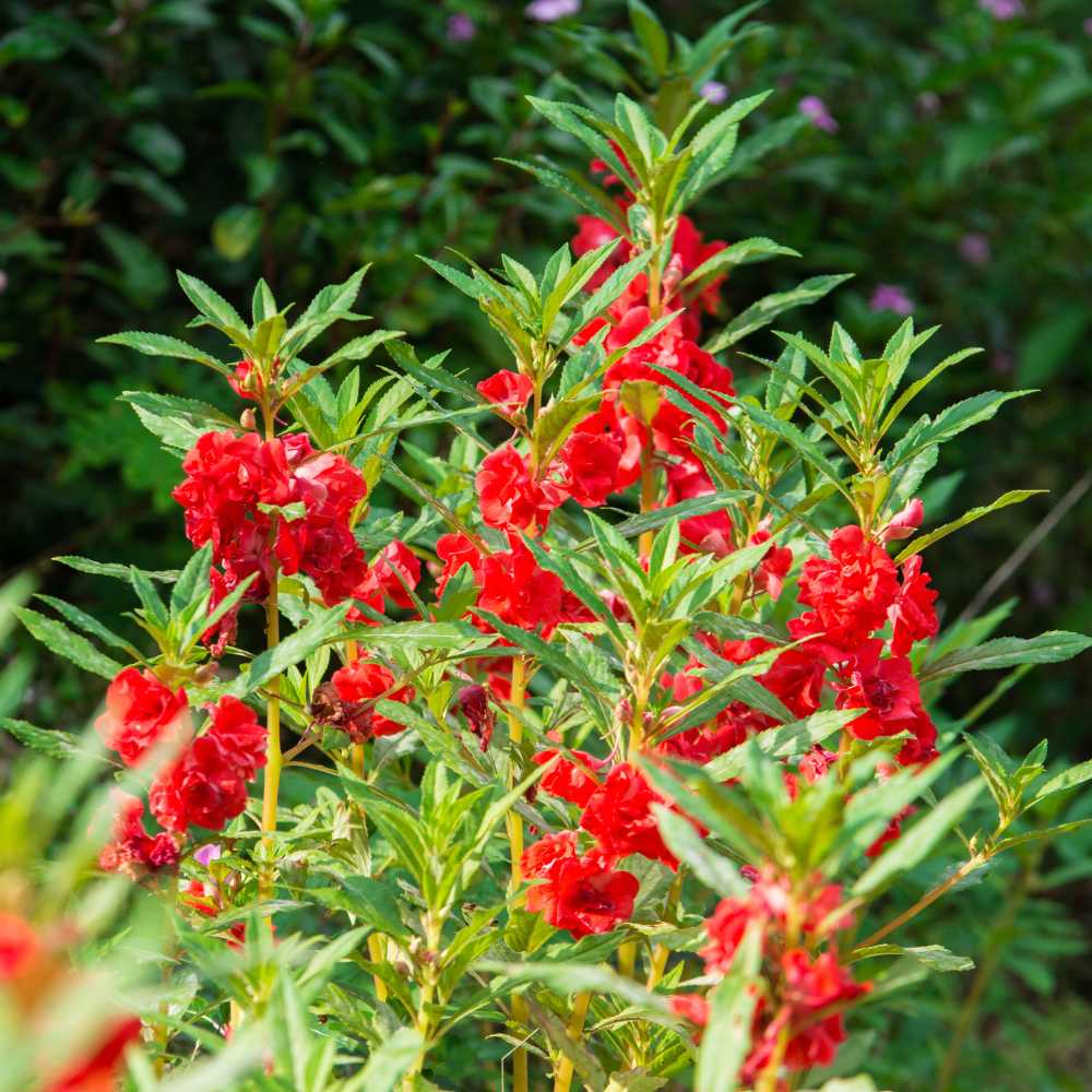 Balsam Camellia Flower seeds for Planting Wildflower Mix Heirloom & GMO Free Seeds for Home Garden