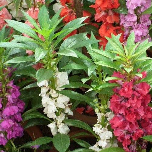 Balsamine Flower seeds for Planting Hardy Variety Heirloom & GMO Free Seeds for Home Garden