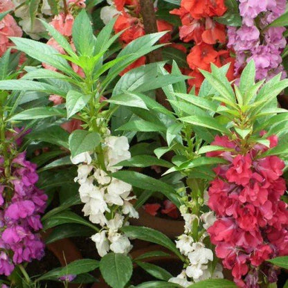 Balsamine Flower seeds for Planting Hardy Variety Heirloom & GMO Free Seeds for Home Garden
