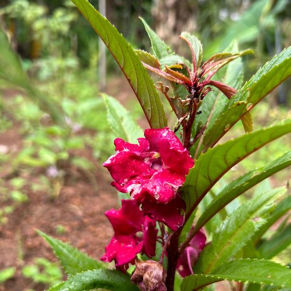 Balsam Seeds for Planting