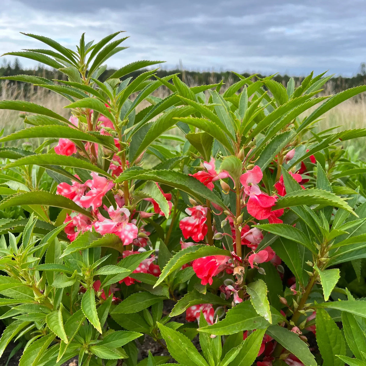 Impatiens Balsamine Flower seeds for Planting Vibrant Colors Heirloom & GMO Free Seeds for Home Garden