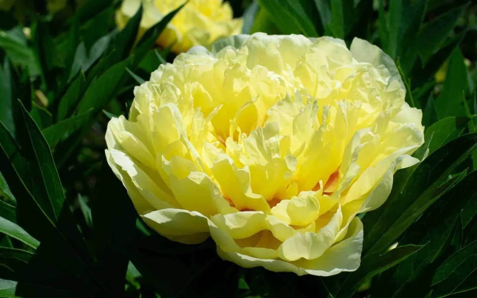 Paeonia Flower seeds for Planting Seasonal Bloomer, Heirloom & GMO Free Seeds for Home Garden vegetable and garden seeds