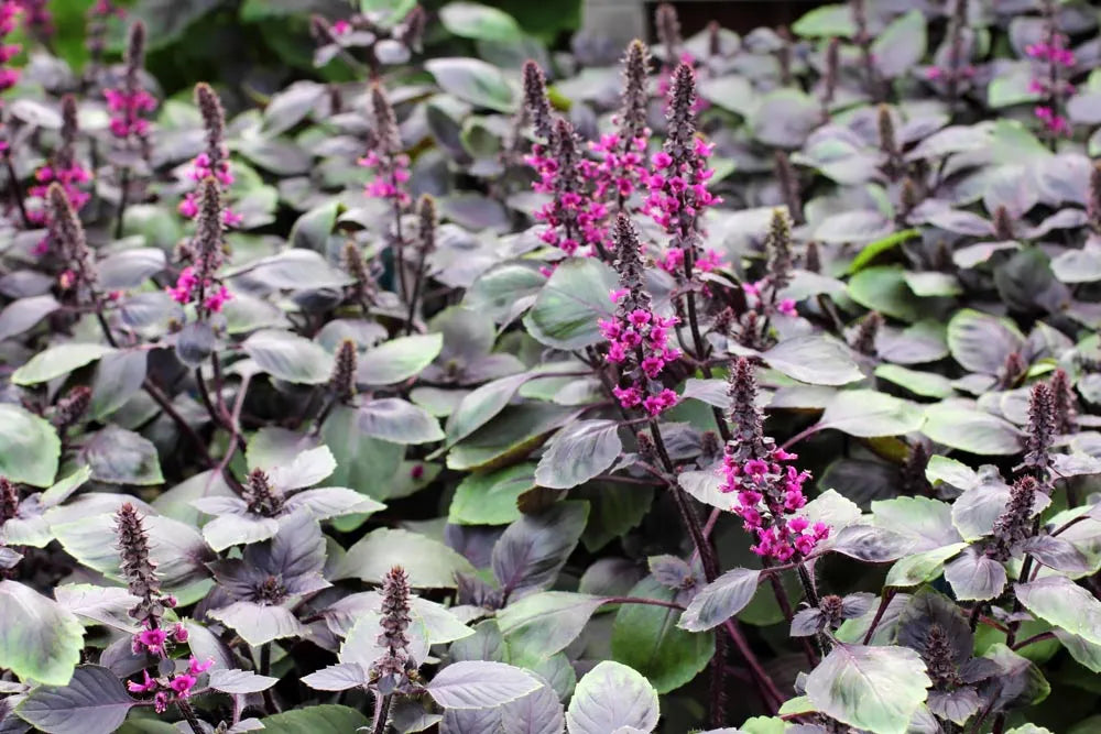 Violet Ocimum Flower seeds for Planting Cottage Garden Essential, Heirloom & GMO Free Seeds for Home Garden vegetable and garden seeds