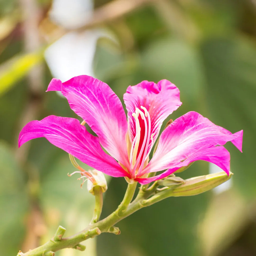 Premium Bauhinia Flower seeds for Planting Cut Flower Favorite Heirloom & GMO Free Seeds for Home Garden seeds