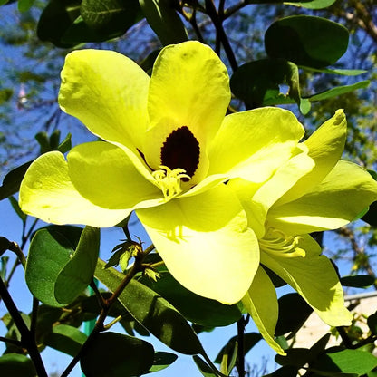 Yellow Bauhinia Flower Seeds for Planting - Vibrant Blooms for Your Garden