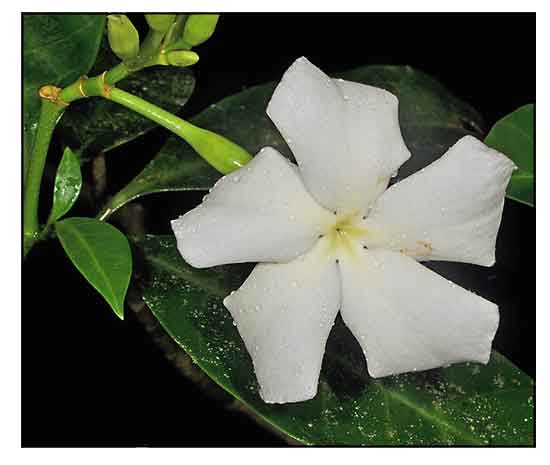 High quality Voacanga Flower seeds for Planting Fragrant Blossoms, Heirloom & GMO Free Seeds for Home Garden seeds pack