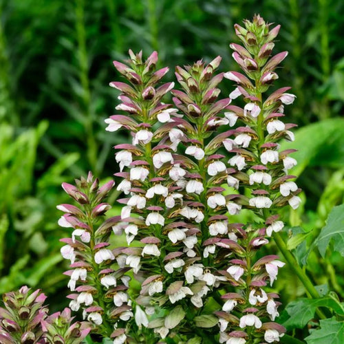 Breeches Flower seeds for Planting Perfect for Borders, Heirloom & GMO Free Seeds for Home Garden seeds for planting