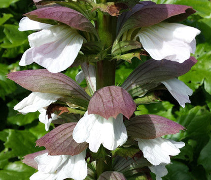 Bear's Breeches Flower seeds for Planting - Compact Growth, Heirloom & GMO Free Seeds for Home Garden