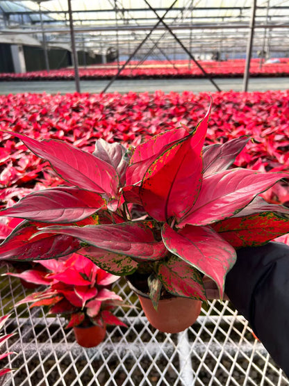 Aglaonema Flower seeds for Planting Wildflower Mix Heirloom & GMO Free Seeds for Home Garden