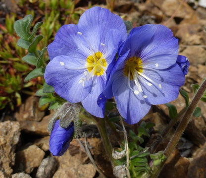 Jacobs Flower seeds for Planting Low Maintenance Heirloom & GMO Free Seeds for Home Garden