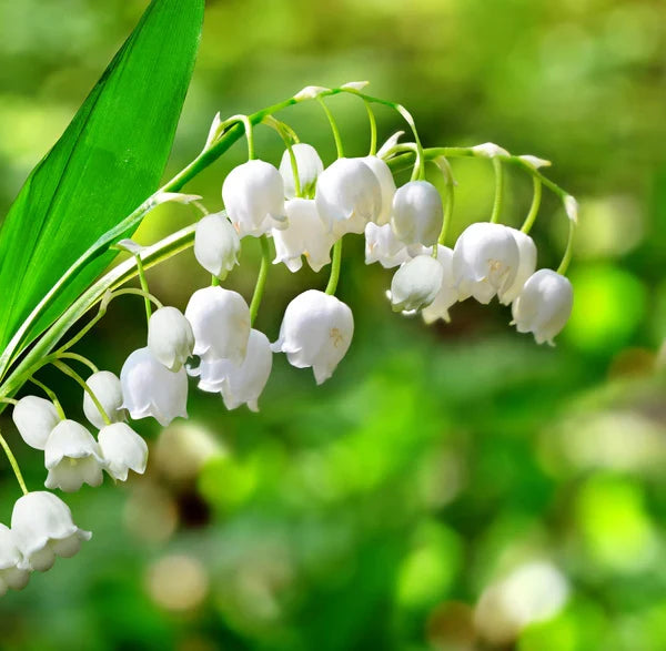 Bell Orchid Flower seeds for Planting Easy to Grow Heirloom & GMO Free Seeds for Home Garden