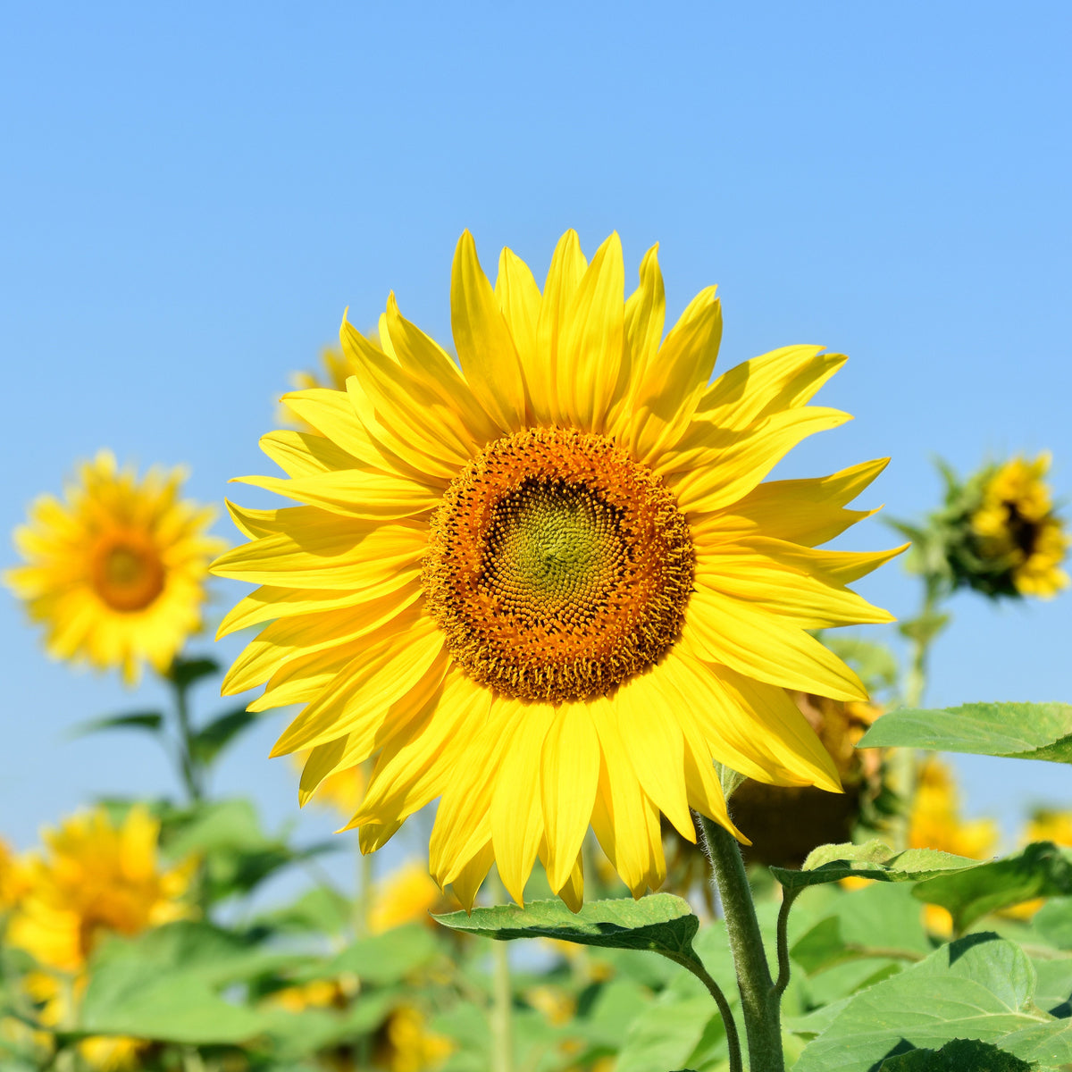 Sunflower Flower seeds for Planting Shade Tolerant Heirloom & GMO Free Seeds for Home Garden