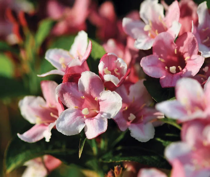 Pink Kolkwitzia Flower seeds for Planting Drought Tolerant, Heirloom & GMO Free Seeds for Home Garden seeds for planting