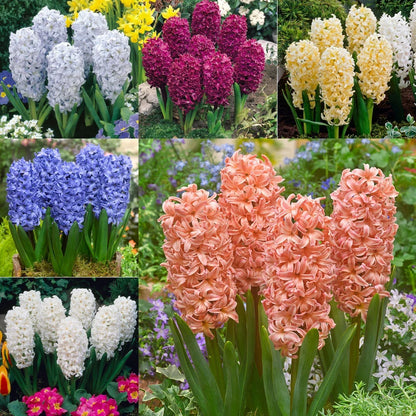 Hyacinthus Orientalis Flower seeds for Planting - Long Bloom Season, Heirloom & GMO Free Seeds for Home Garden