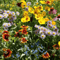 Mixed Oenothera Flower seeds for Planting Wildflower Mix, Heirloom & GMO Free Seeds for Home Garden seeds for planting