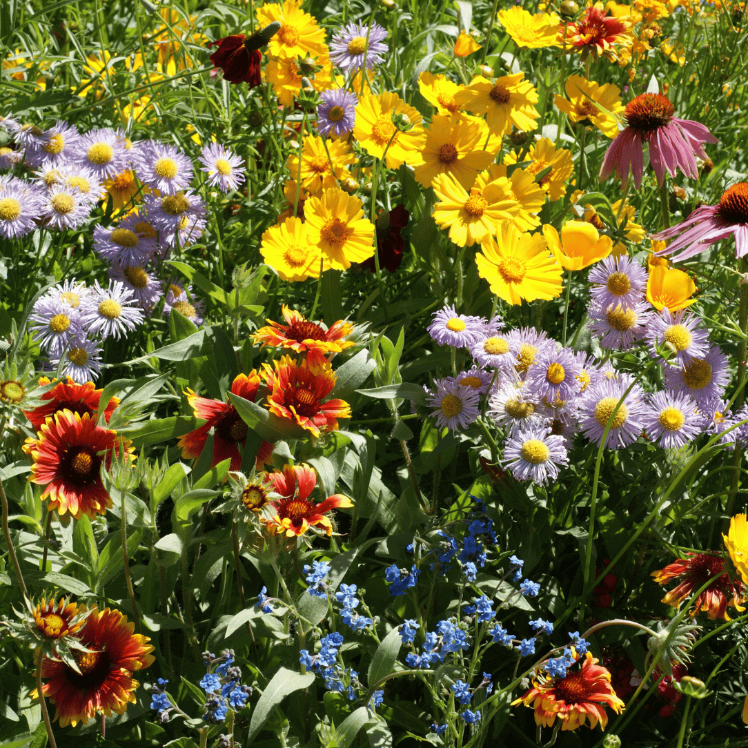 Mixed Oenothera Flower seeds for Planting Wildflower Mix, Heirloom & GMO Free Seeds for Home Garden seeds for planting