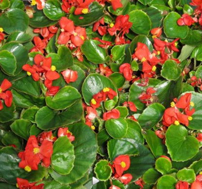 Ambassador Begonia Flower seeds for Planting Fragrant Blossoms Heirloom & GMO Free Seeds for Home Garden