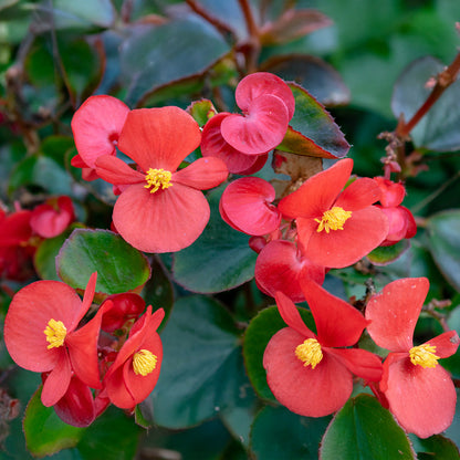 Heirloom Begonia Flower seeds for Planting Hardy Variety Heirloom & GMO Free Seeds for Home Garden