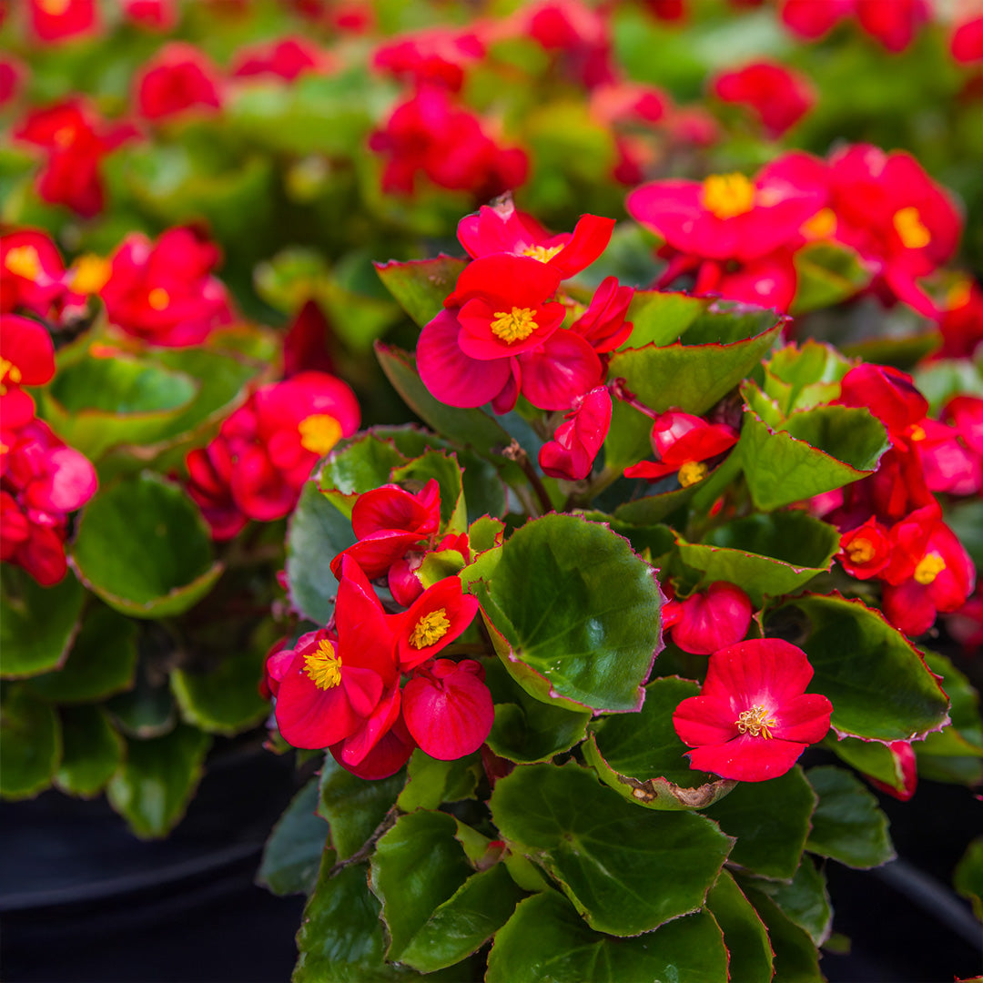 Begonia Flower seeds for Planting Sun Loving Heirloom & GMO Free Seeds for Home Garden
