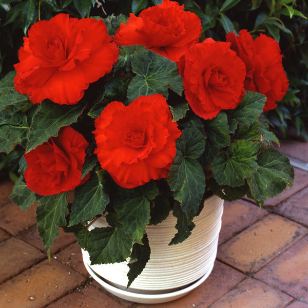 High quality Camellia Orange Flower seeds for Planting Vibrant Colors, Heirloom & GMO Free Seeds for Home Garden seeds pack