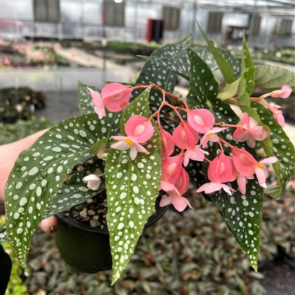 Begonia Maculata Flower seeds for Planting Easy to Grow Heirloom & GMO Free Seeds for Home Garden