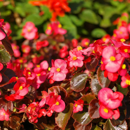 Begonia Flower seeds for Planting Sun Loving Heirloom & GMO Free Seeds for Home Garden
