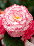 Pink White Begonia Flower seeds for Planting Wildflower Mix, Heirloom & GMO Free Seeds for Home Garden seeds for planting