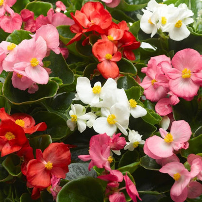 Begonia SemiTrailing Flower seeds for Planting Easy to Grow Heirloom & GMO Free Seeds for Home Garden