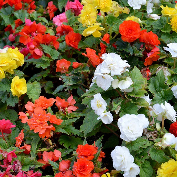 Premium Mixed Begonia Flower seeds for Planting Long Bloom Season, Heirloom & GMO Free Seeds for Home Garden seeds
